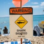 Shark warning sign on a busy beach